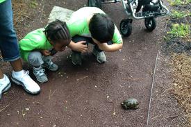 Children crouch and examine a turtle.